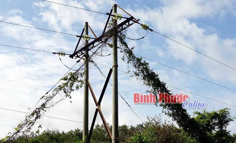 C&acirc;y leo tấn c&ocirc;ng đường điện cao thế