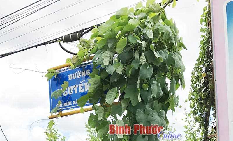 D&acirc;y leo &ldquo;&ocirc;m&rdquo; bảng t&ecirc;n đường