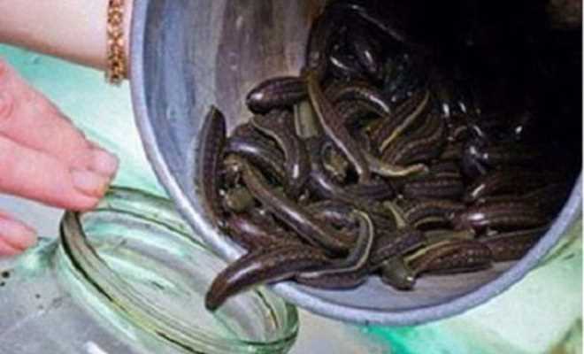 Lại “nóng” chuyện mua đỉa