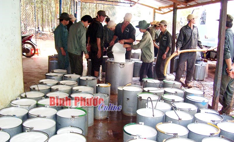 Tuổi trẻ Cao su Lộc Ninh xung kích lao động, giàu lòng nhân ái