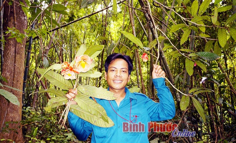 Sắc m&agrave;u tr&agrave; mi ở Vườn quốc gia B&ugrave; Gia Mập