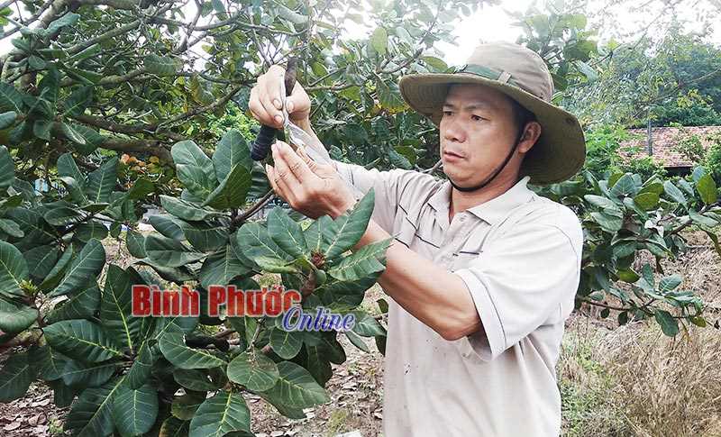 Tăng giá trị cây điều nhờ ứng dụng khoa học - kỹ thuật