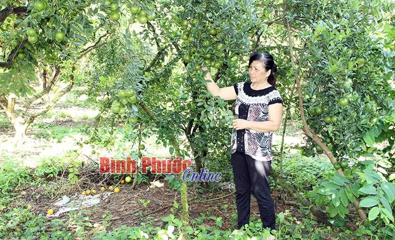 Tân Hiệp giảm nghèo nhanh