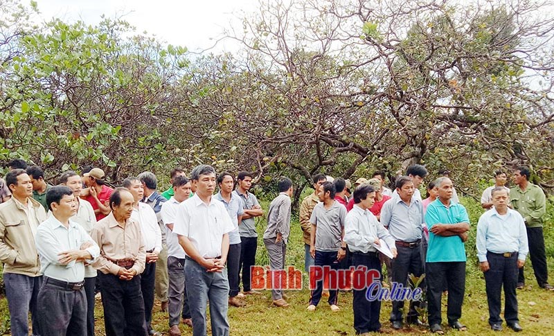 Tập trung phòng, chống sâu, bệnh hại cây điều