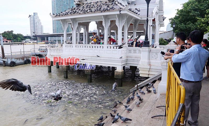 Ấn tượng xanh, sạch, đẹp ở Băng Cốc và Pattaya