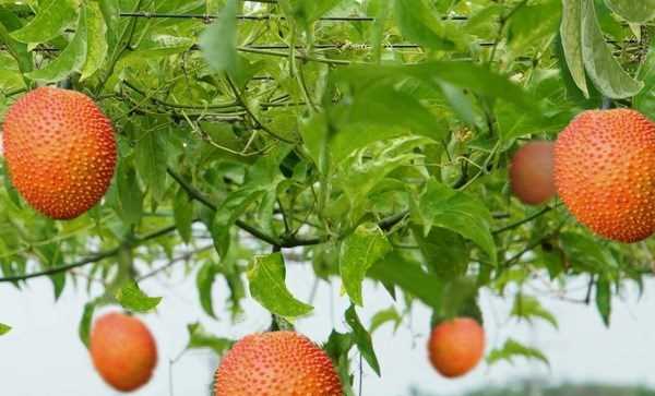 Đẩy mạnh khai thác giá trị tiềm ẩn cây thảo dược trong nước