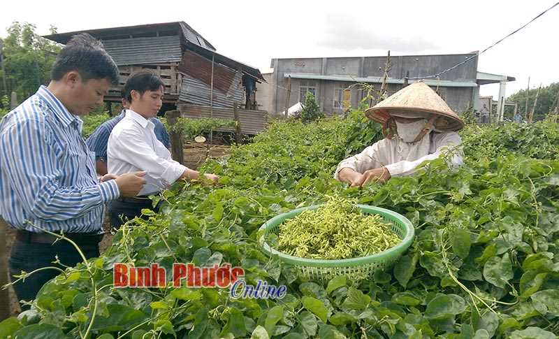 Trồng hoa thiên lý - đất ít lời cao