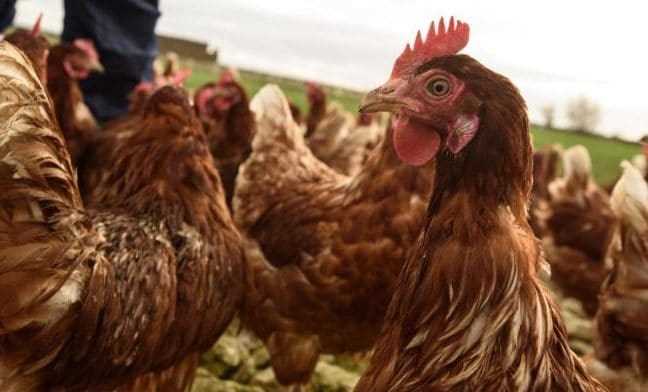 Anh có thể hạ thấp tiêu chuẩn an toàn thực phẩm trong FTA với Mỹ