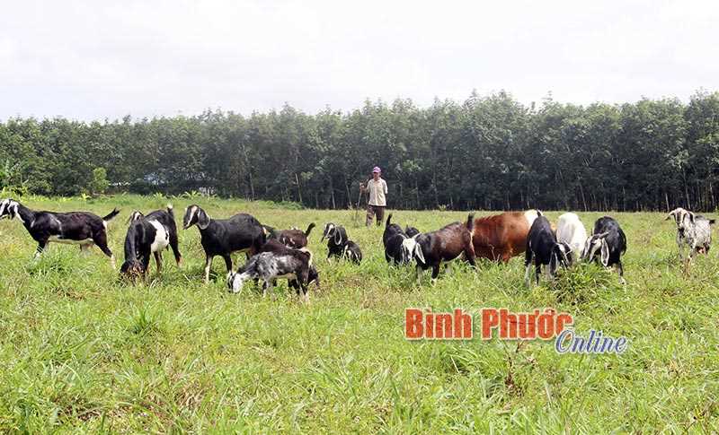 Thoát nghèo nhờ vốn “Nghĩa tình đồng đội”