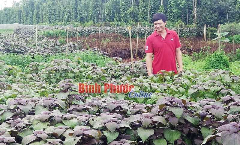 Thu nhập khá từ trồng rau gia vị