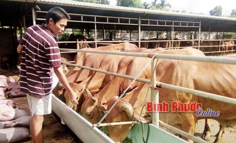 Thu nhập cao từ nuôi bò