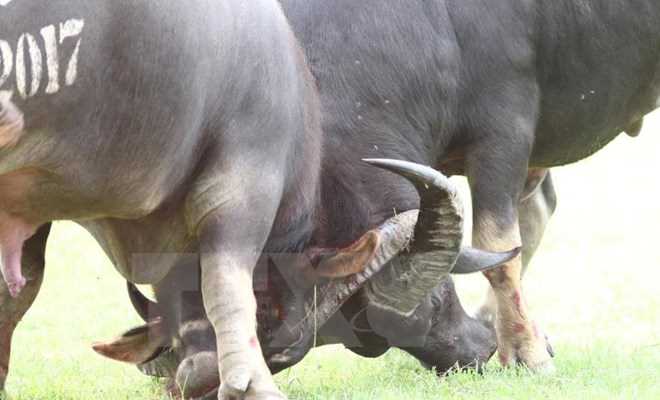 Dừng Lễ hội chọi trâu Đồ Sơn 2017 sau vụ trâu chọi húc chết chủ