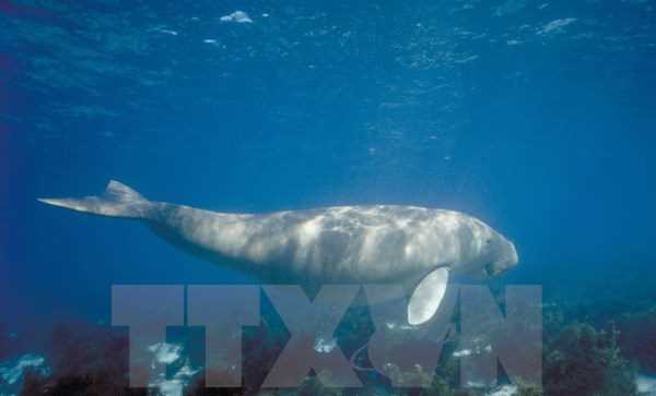 Mỹ nghiên cứu đáy biển hỗ trợ khai thác năng lượng tái tạo