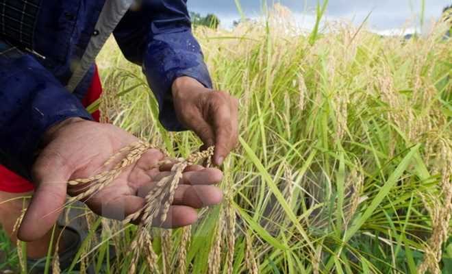 Lương thực nghèo chất dinh dưỡng do tình trạng ấm lên toàn cầu