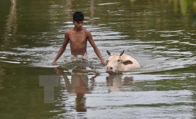 Hơn 200 người thiệt mạng do mưa lũ dữ dội ở miền Tây Ấn Độ