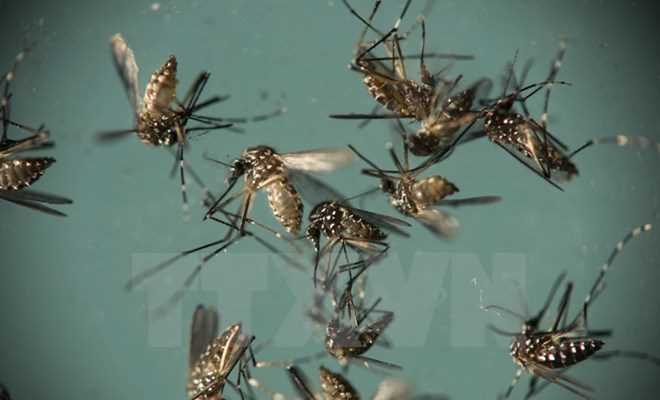 Công bố chi tiết về loại muỗi Aedes đang gây dịch sốt xuất huyết