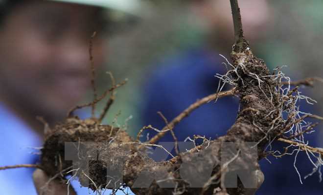 Người tiêu dùng đang bị rơi vào "ma trận" sâm Ngọc Linh thật-giả