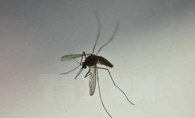 Phát hiện loài muỗi thường cũng có thể truyền virus Zika