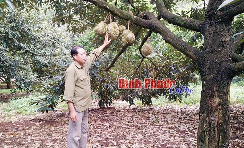 Tỷ phú sầu riêng