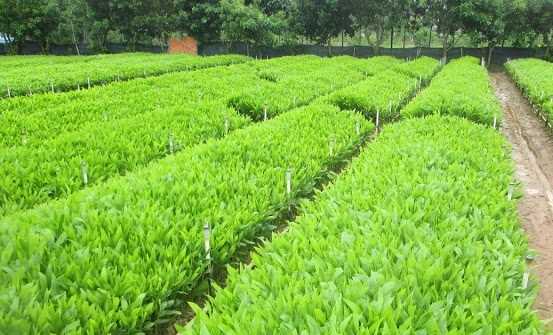 Mức thu phí bình tuyển, công nhận cây mẹ, cây đầu dòng