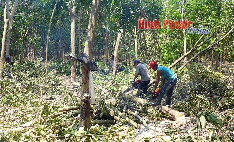 Vì sao người dân Đồng Xoài chưa sẵn sàng thực hiện Quyết định 08?