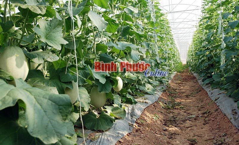 Động lực phát triển nông nghiệp, nông thôn Bình Phước