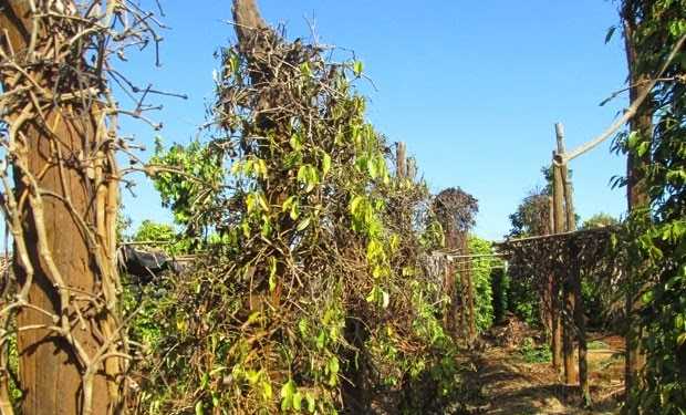 1.263,1 ha tiêu bị tuyến trùng gây hại