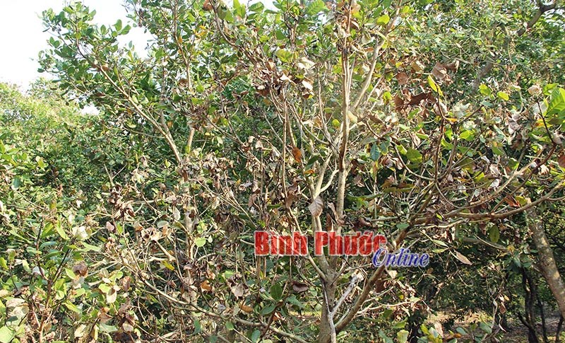 Sâu bệnh hại cây điều và cách phòng trừ