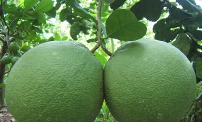 Bưởi da xanh rớt giá