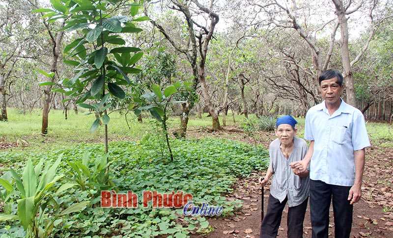 Hơn 2.000 ha điều ở xã Bù Gia Mập bị khô cành, cháy lá