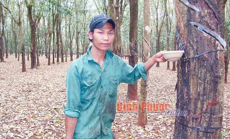 Nông trường II có 114 công nhân DTTS