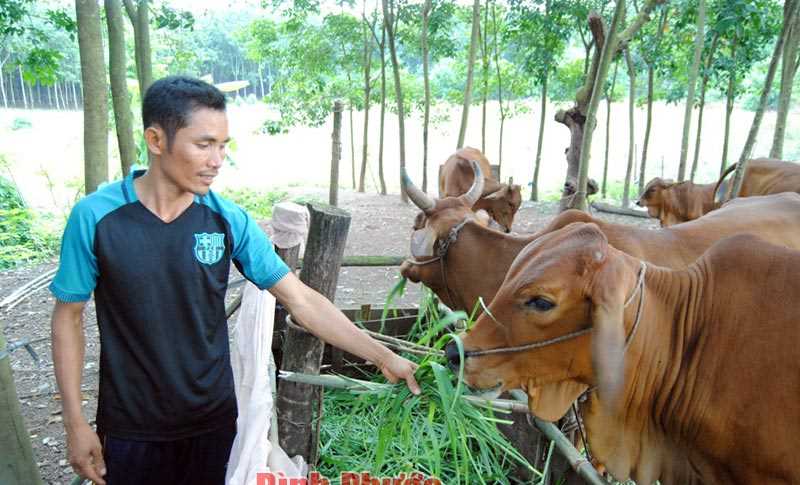 Anh Satikin thu nhập khá nhờ nuôi bò sinh sản