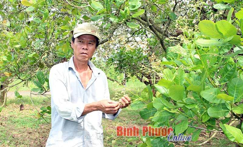 Bù Đốp chủ động phòng, chống dịch bệnh trên cây trồng