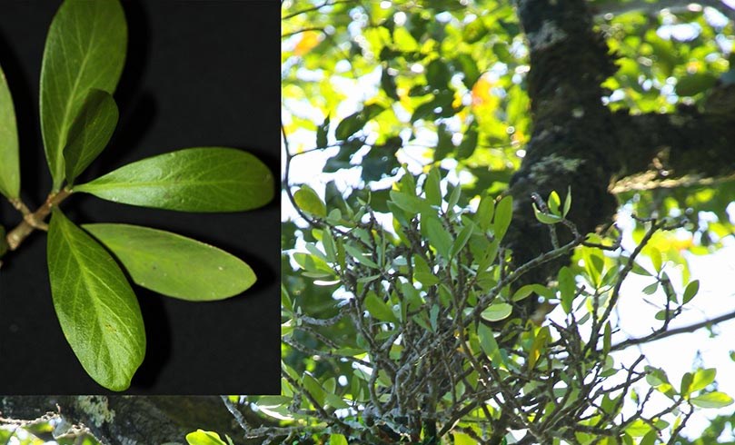 Phát hiện loài bí kỳ nam tại Vườn quốc gia Bù Gia Mập