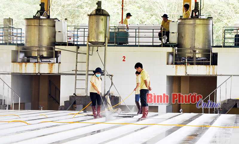 Cao su Phú Thịnh khai thác ước đạt 3.460 tấn mủ