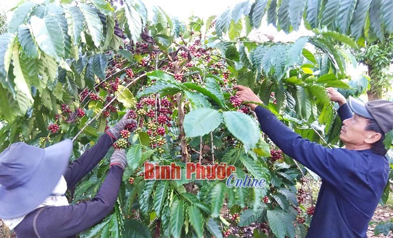 Cà phê vào vụ - mừng và lo