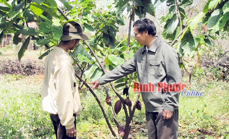 Ca cao - cây trồng xen giàu tiềm năng