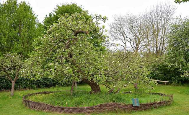Sự thật về "cây táo Newton" 400 năm trước