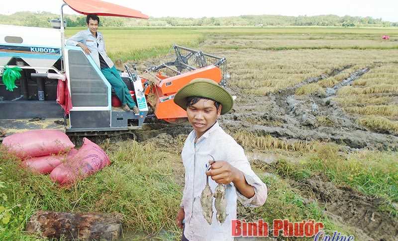 Chuột tấn công lúa hè thu ở Lộc Khánh