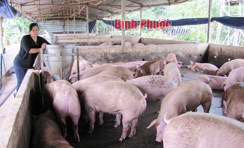 Chú trọng xây dựng vùng, cơ sở an toàn dịch bệnh