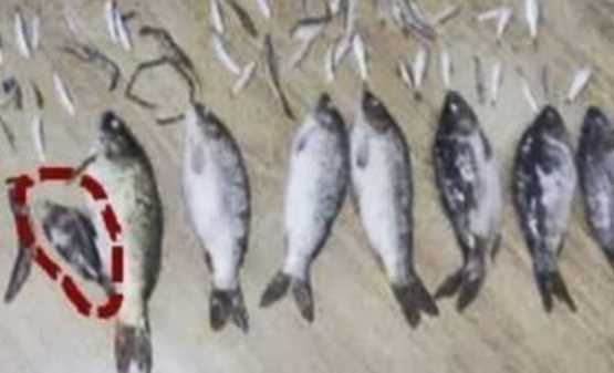 Nhận án tù hơn ba năm chỉ vì bắt một con cá nặng 50gram