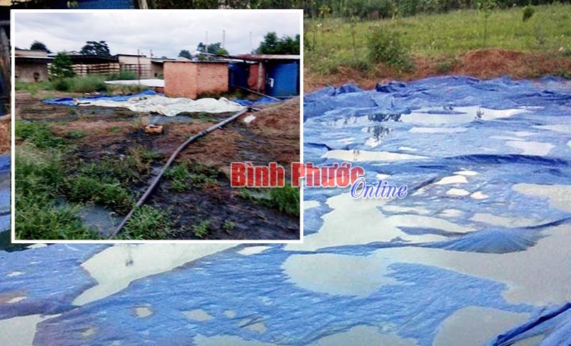 Cơ sở chế biến mủ cao su Phú Sinh gây ô nhiễm