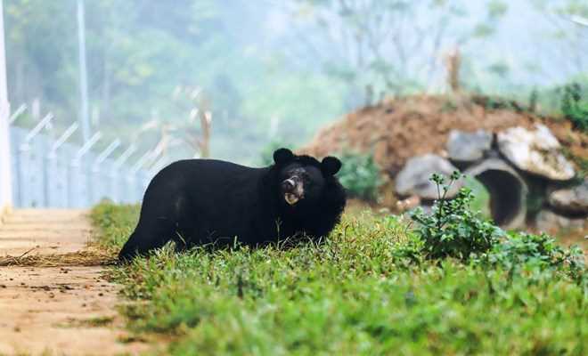 Những cá thể gấu đầu tiên bước ra tự nhiên sau gần 20 năm bị nuôi nhốt