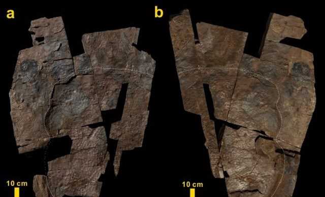 Phát hiện mảnh da khủng long hóa thạch lớn nhất từ trước tới nay