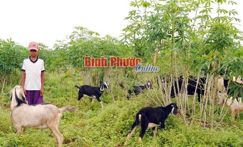 Đổi thay ở làng Chăm