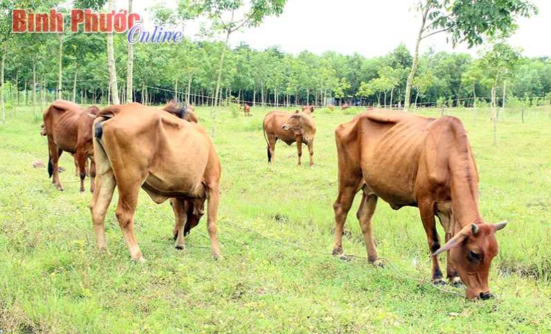 Đồng bào xã Lộc Thịnh kết hợp chăn nuôi với trồng trọt