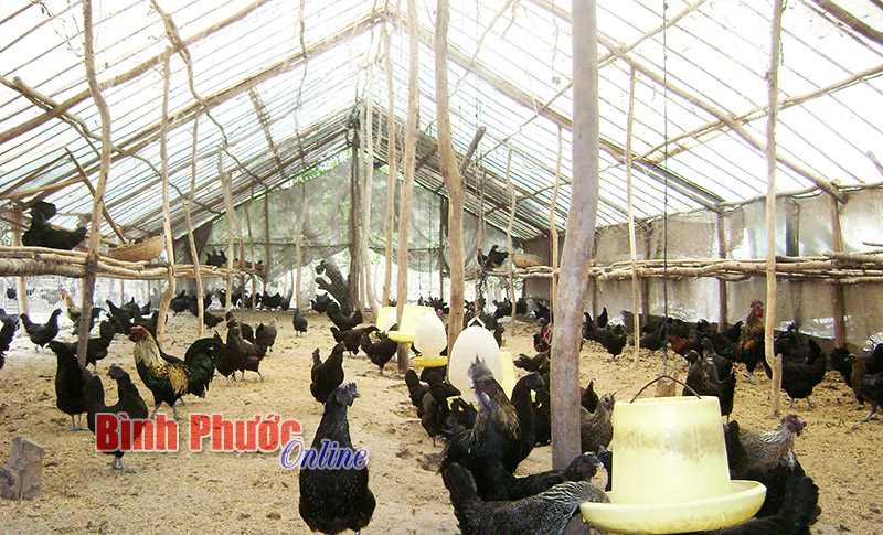 Đẩy mạnh chăn nuôi ứng dụng công nghệ cao