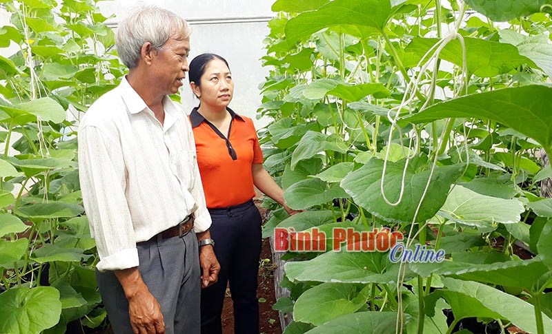 Cần cân nhắc khi đầu tư trồng dưa lưới