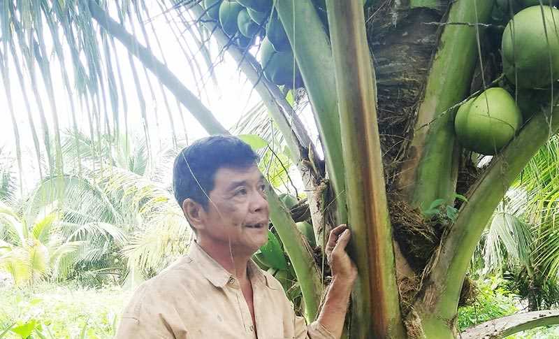 Vị ngọt của dừa xiêm