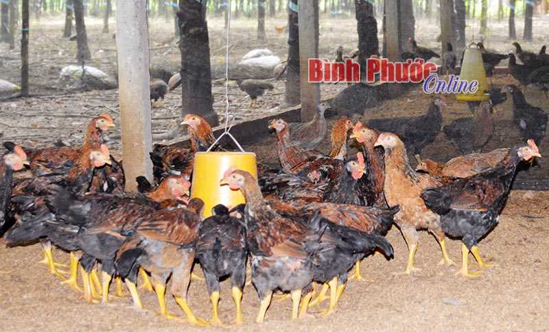 Nông dân tăng đàn gà phục vụ thị trường tết